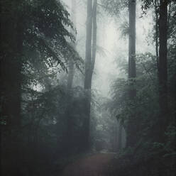 Wanderweg im nebelverhangenen Frühlingswald - DWIF01213