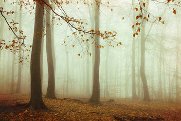 Beech forest shrouded in thick autumn fog - DWIF01214