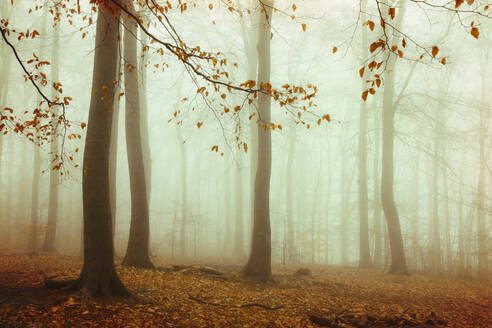 In dichten Herbstnebel gehüllter Buchenwald - DWIF01214