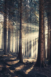Waldbäume im Morgenlicht - DWIF01216