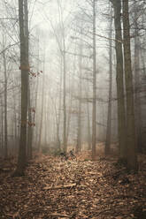 Abandoned bicycle in fog-shrouded autumn forest - DWIF01217