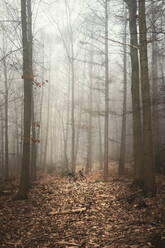 Verlassenes Fahrrad im nebelverhangenen Herbstwald - DWIF01217