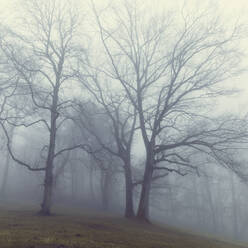 Bare chestnut trees in fog-shrouded winter forest - DWIF01218