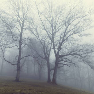 Kahle Kastanienbäume im nebelverhangenen Winterwald - DWIF01218