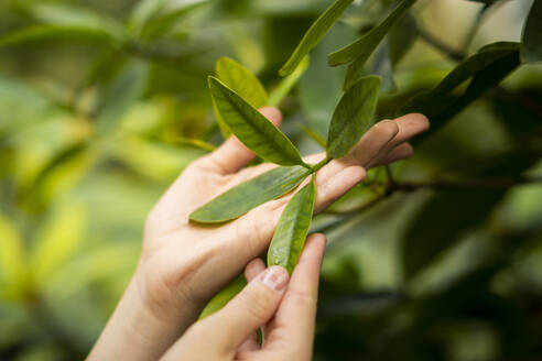Hände einer Frau halten Blätter einer Pflanze - SSGF00867