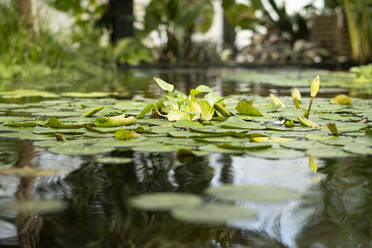 Grüne Blätter von Seerosen schwimmen auf einem Teich - SSGF00887