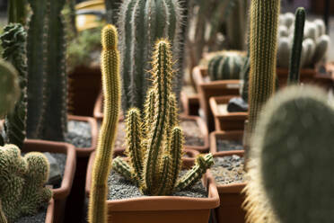 Grüner Kaktus im botanischen Garten - SSGF00895