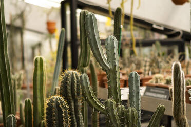 Green cactuses in botanical garden - SSGF00898