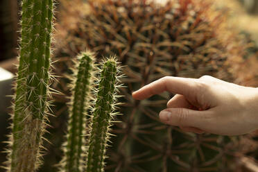 Finger einer Frau berührt grünen Kaktus - SSGF00899