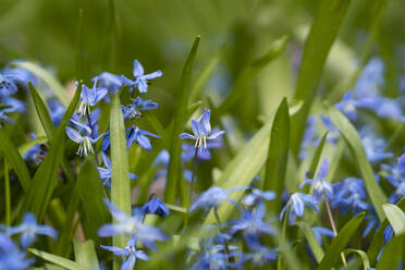 Blaue Blume blüht im Garten - SSGF00900
