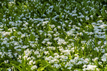 Blühende Ramson-Blumen im Frühling - NDF01426