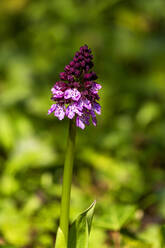 Einzelne Orchis blühen im Frühling - NDF01428