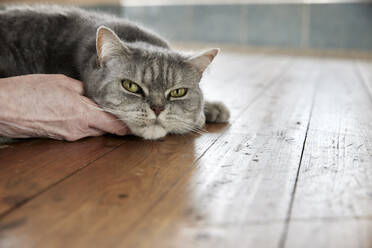 Die Hand einer Frau streichelt eine Katze, die zu Hause auf dem Boden liegt - FMKF07649