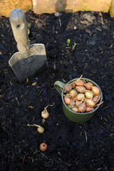 Onions in bucket by trowel on black soil - GISF00856