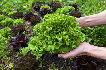 Hände eines Mannes, der einen Salat auf einem Bauernhof hält - NDF01430