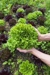 Hands of man holding green lettuce in farm - NDF01431