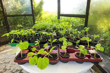 Verschiedene Topfpflanzen in der Gärtnerei - NDF01432