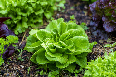 Wassertropfen auf frischem grünem Salat in einem Bauernhof - NDF01434