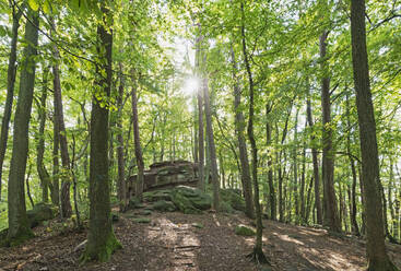 Sonnenlicht, das durch Bäume im Pfälzerwald fällt, Deutschland - GWF07388