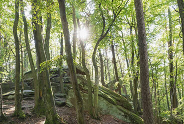 Sonnenlicht, das durch Buchen im Pfälzerwald fällt, Deutschland - GWF07389