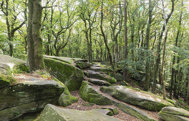 Moss covered rocks amidst trees at Felsenmeer in Palatinate Forest, Germany - GWF07394