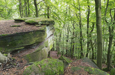 Moosbewachsene Felsen an Bäumen im Pfälzerwald, Deutschland - GWF07395