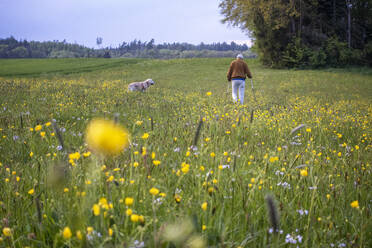 Senior man hiking with dog on blooming meadow - MAMF02229