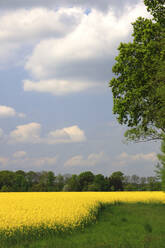 Sommerwolken über einem großen gelben Rapsfeld - JTF02045