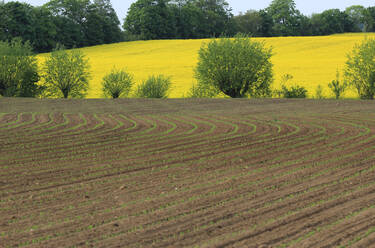 Setzlinge auf einem gepflügten Feld mit einem großen gelben Rapsfeld im Hintergrund - JTF02046