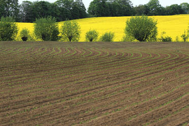 Setzlinge auf einem gepflügten Feld mit einem großen gelben Rapsfeld im Hintergrund - JTF02047