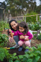 Mother and toddler daughter harvesting carrots in garden - CAIF32409