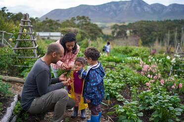 Family harvesting fresh carrots in vegetable garden - CAIF32413