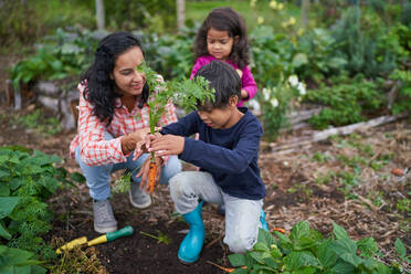 Mother and kids harvesting carrots in vegetable garden - CAIF32415