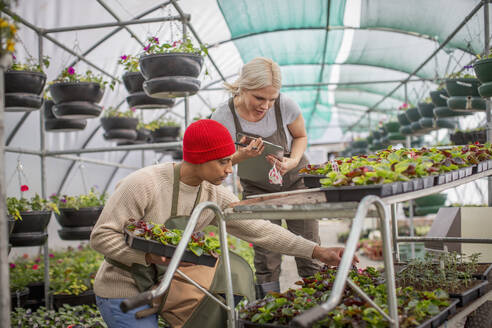 Mitarbeiter einer Gärtnerei kontrollieren Pflanzen im Gewächshaus - CAIF32554