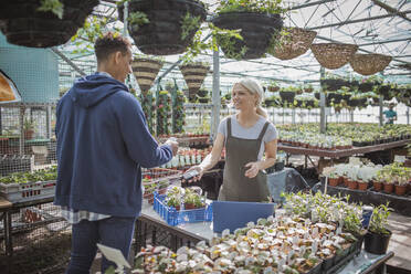 Der Besitzer eines Gartengeschäfts hilft einem Kunden im sonnigen Gewächshaus - CAIF32558