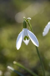 Schneeglöckchen (Galanthus nivalis) blüht im Frühling - LBF03641