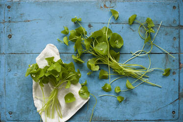 Studioaufnahme von indischem Kopfsalat (Claytonia perfoliata) vor rustikalem Holzhintergrund - ASF06831