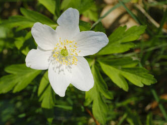 Buschwindröschen (Anemonoides nemorosa) blüht im Frühjahr - WIF04505