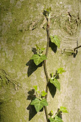 Efeu (Hedera helix), der sich am Baumstamm entlangzieht - WIF04506