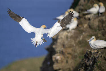 Basstölpel (Morus bassanus) im Flug - MJOF01933