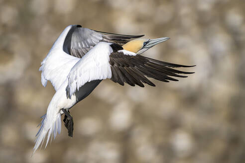 Basstölpel (Morus bassanus) im Flug - MJOF01937