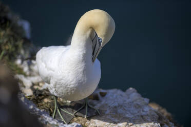 Portrait of northern gannet (Morus bassanus) standing outdoors - MJOF01941