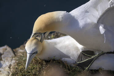 Zwei Basstölpel (Morus bassanus) bei der Paarung im Freien - MJOF01942