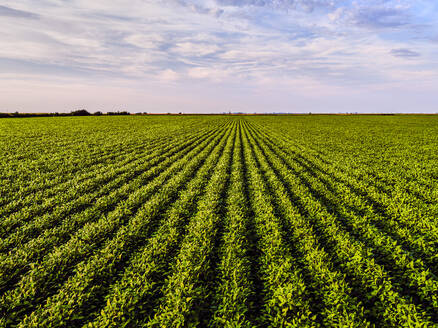 Drone view of vast soybean field - NOF00512