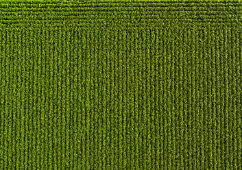 Drohnenansicht eines grünen Sojabohnenfeldes - NOF00516