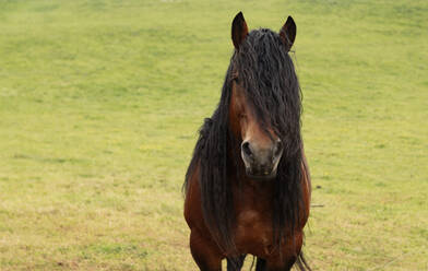 Braunes Pferd auf der Wiese stehend - JCCMF06292