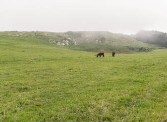 Esel grasend auf grüner Wiese - JCCMF06294