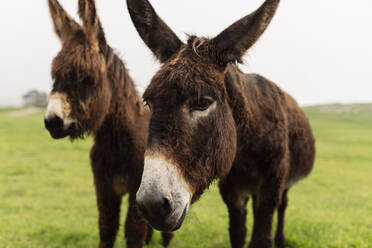 Brown donkeys standing on grass - JCCMF06295