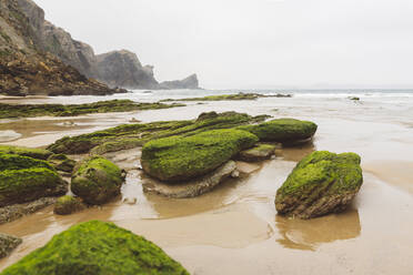 Grünes Moos auf Felsen inmitten von Wasser am Strand - JCCMF06305
