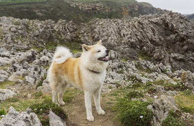 Shiba Inu Hund stehend vor einem Felsen - JCCMF06318